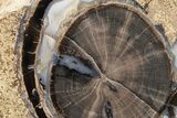 Petrified Wood (Schinoxylon) End Cut - Blue Forest, Wyoming #263902-1